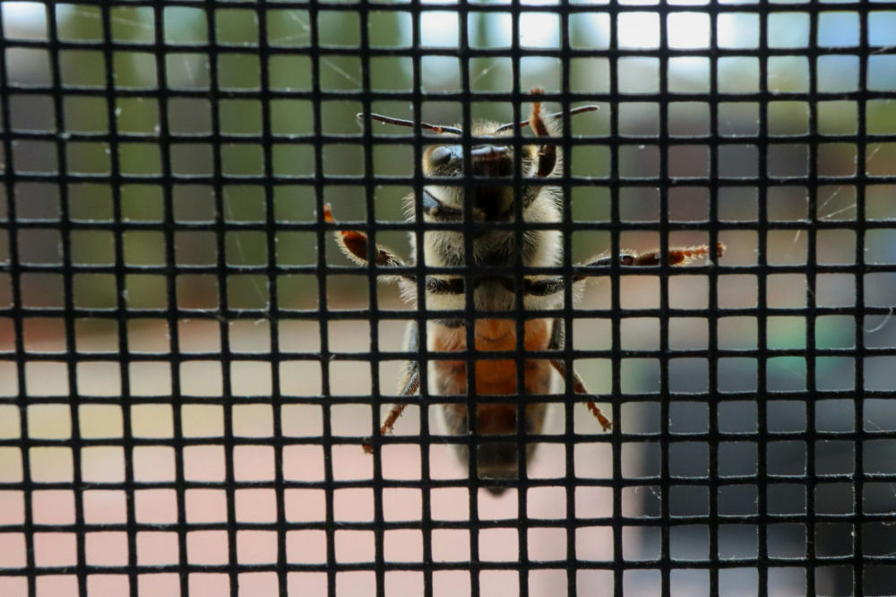 Insektenschutzgitter für Fenster oder Tür selbst bauen? So geht's!