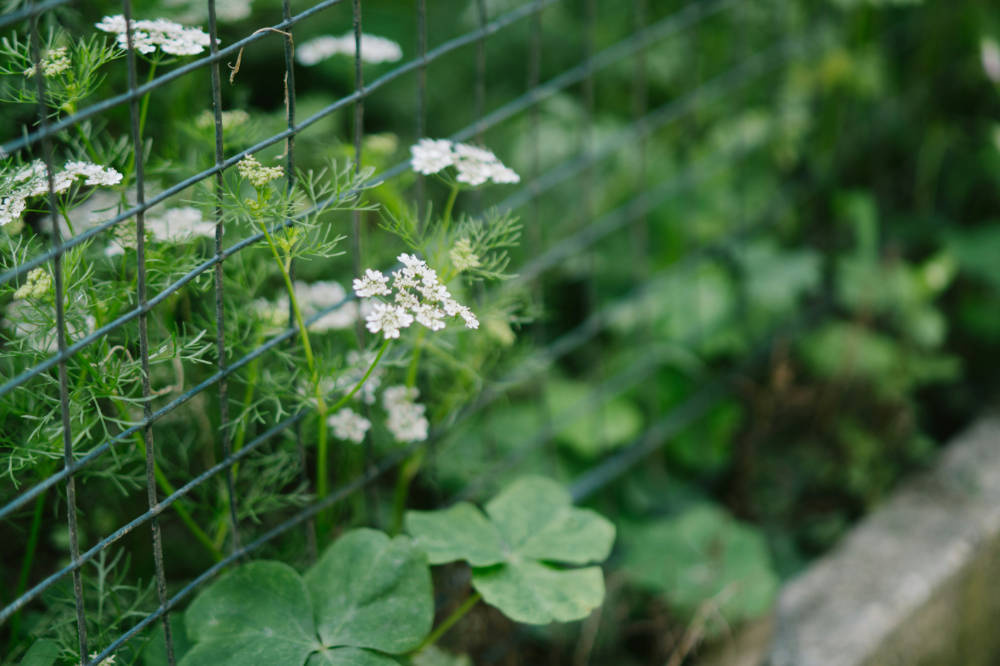 So begrünen Sie Ihre Gartenmauern mit Drahtgittern