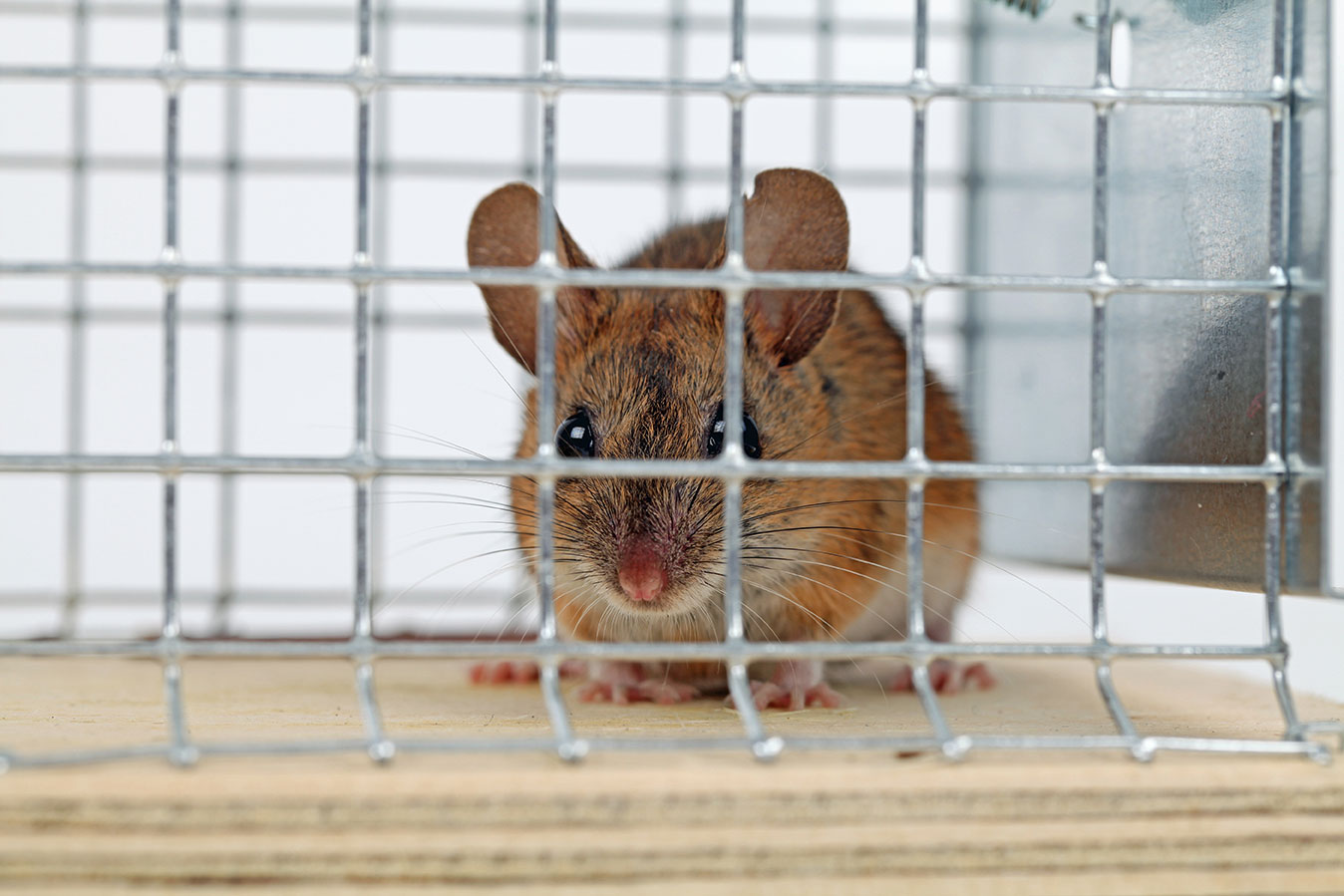 Mäusegitter – wenn die gemeine Hausmaus bei Ihnen einziehen will