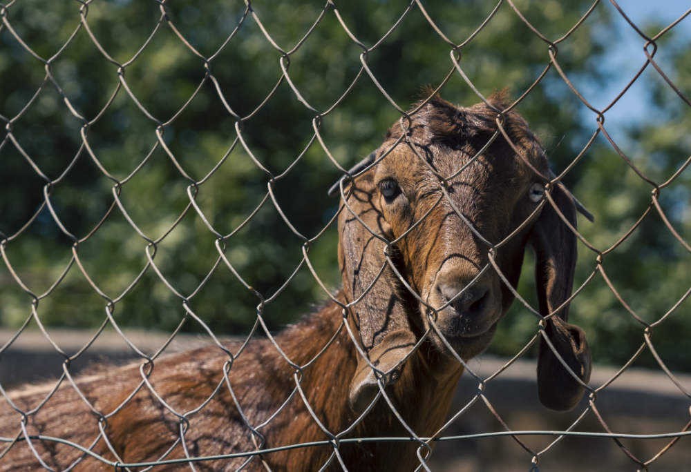 Wenn sich Tiere unter dem Zaun durchgraben: Das können Sie tun